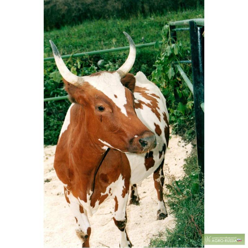 ✅ об айрширской породе коров: описание и характеристики, содержание, уход - tehnomir32.ru