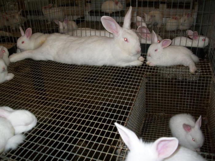Беременность у кроликов: симптомы, сроки и уход
