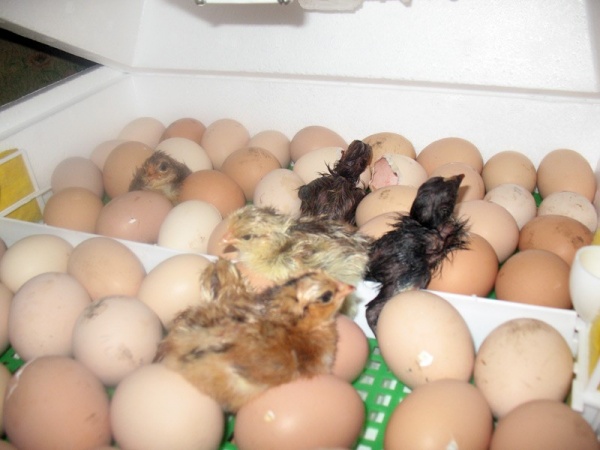 Развитие цыпленка в яйце по дням: подробное описание процесса