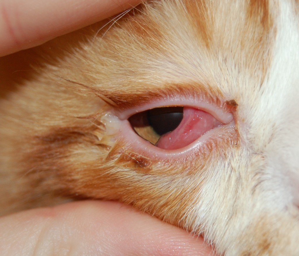 Болезни глаз у кроликов: что делать и чем лечить?