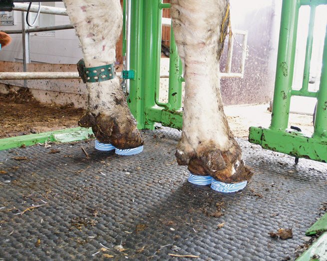 Болезни коров и их симптомы: описание и лечение основных заболеваний крс