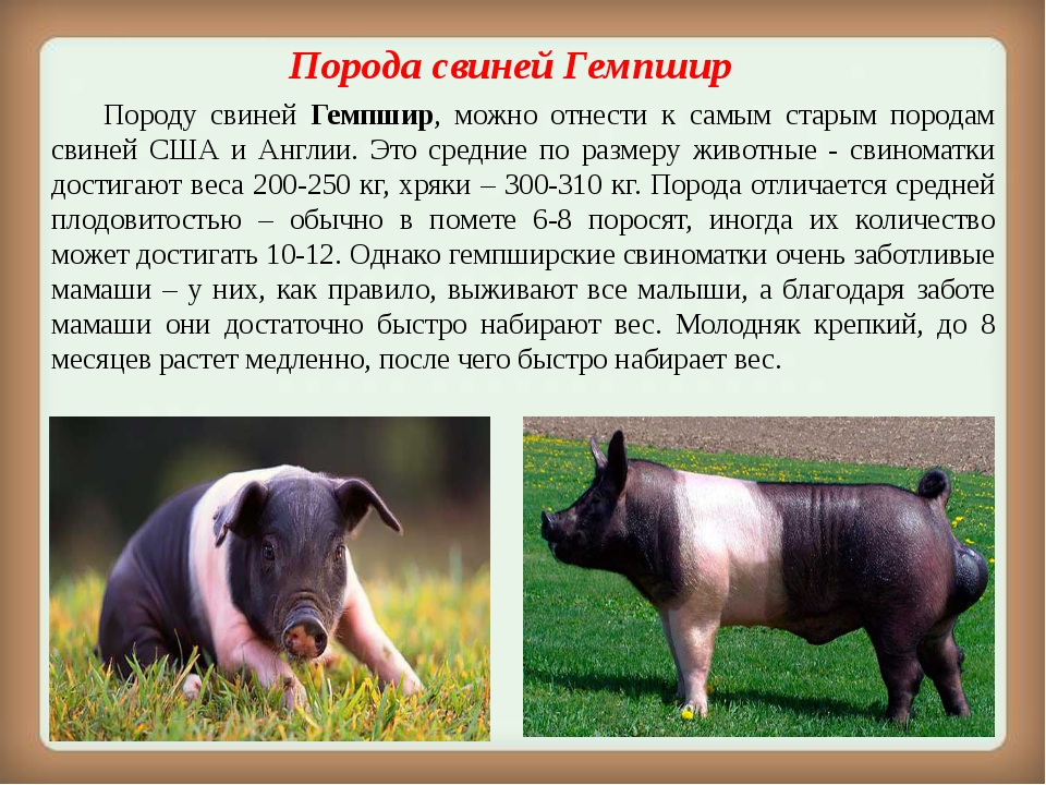 Характеристика породы свиней дюрок: условия содержания, преимущества и недостатки