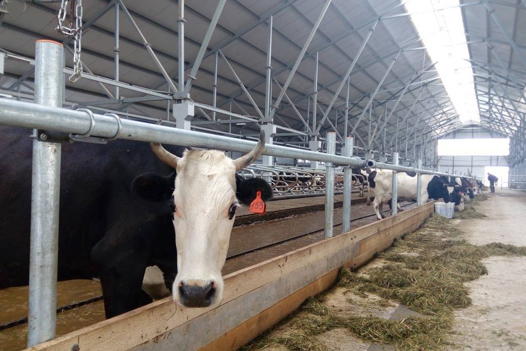 Молочная ферма как бизнес: цифры и факты