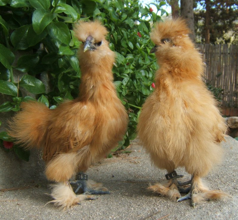 Китайская шелковая курица — стоит ли разводить в домашних условиях?