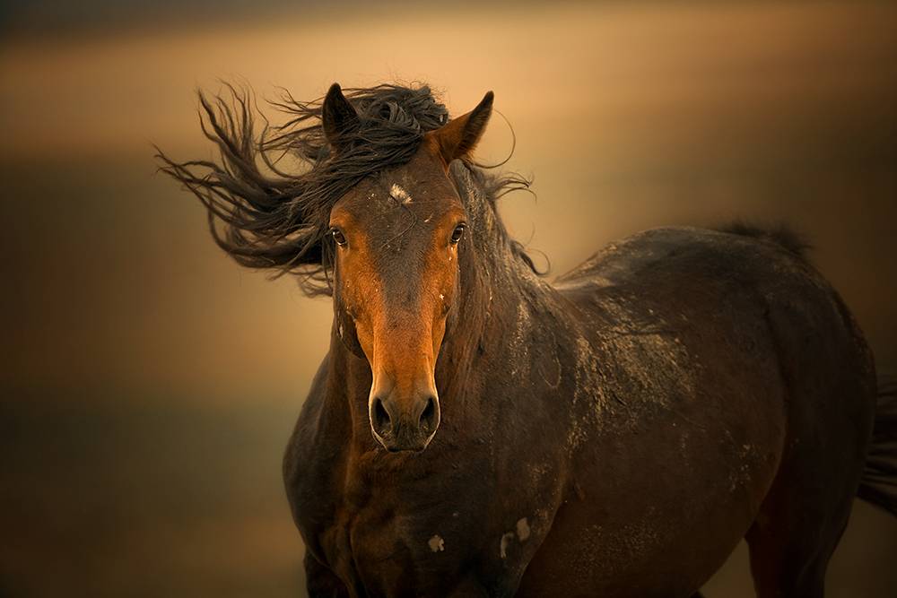 Мустанг — все о лошадях