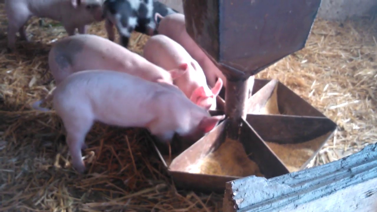 Кормушки и поилки для свиней своими руками: фото, виды и требования
