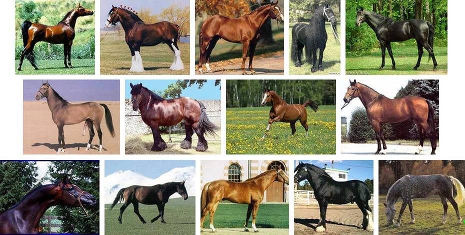Все породы лошадей с фото и описанием от экспертов