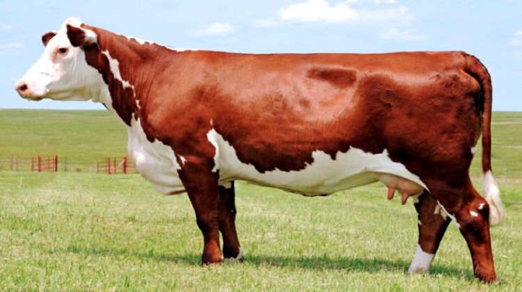 О герефордской породе коров, быков, телят: описание, характеристика, уход