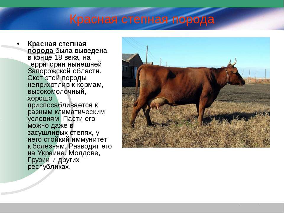 Красная степная порода коров: характеристика, фото
