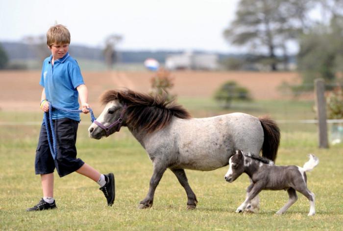 Самая маленькая лошадь в мире: как называется порода, описание с фото, видео