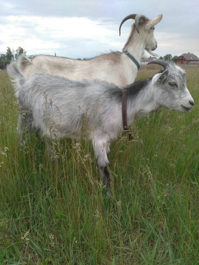 Альпийская порода коз - характеристики породы с фото и видео | россельхоз.рф