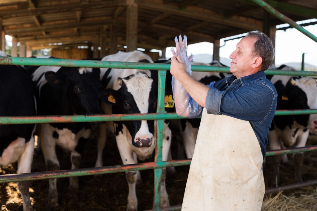 Осеменение коров - способы, методы, необходимый материал и рекомендации начинающим фермерам