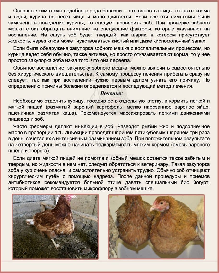 У курицы не переваривается пища. что делать, если у курицы забит и воспален зоб. какие могут быть заболевания зобного мешка