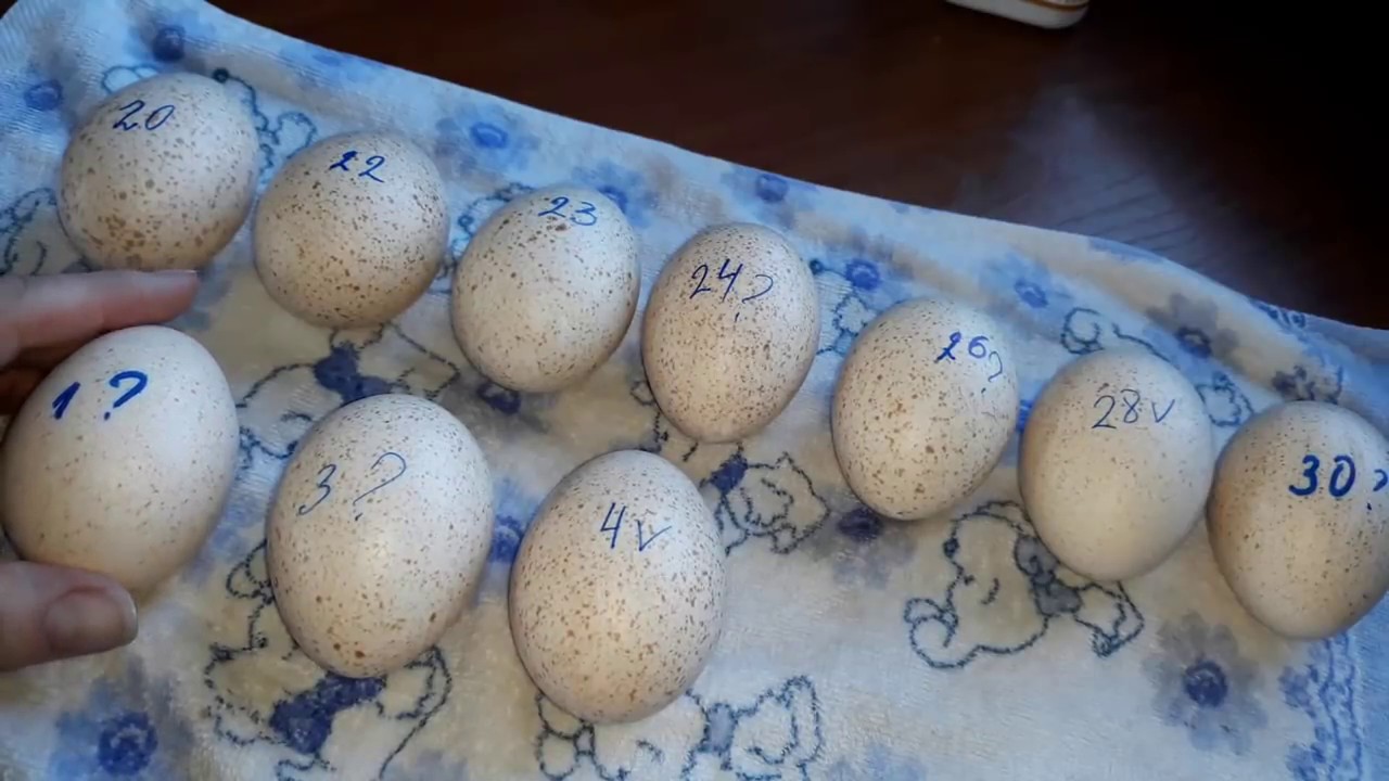 ✅ о яйцах фазана: таблица инкубации и вывод птенцов с помощью инкубатора - tehnomir32.ru