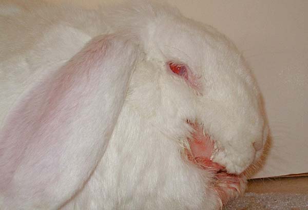 Мокрец у кроликов: чем лечить болезнь, описание, фото