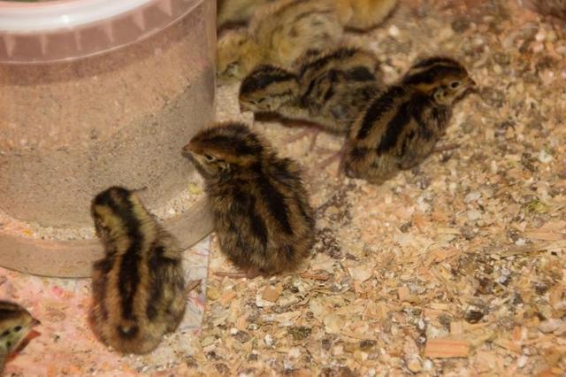 О перепелятах: чем кормить птенцов в первые дни жизни после инкубатора