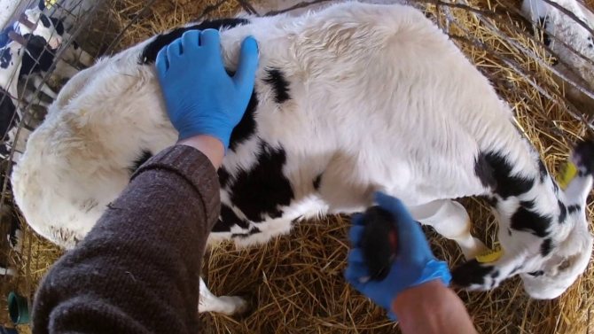 О болезнях коров: что делать, чем лечить абсцесс, шишку на шее или челюсти