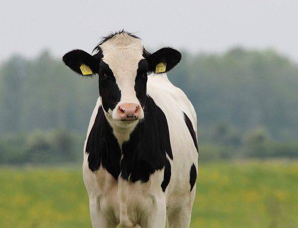 Яловая корова: что это такое и можно ли ее раздоить