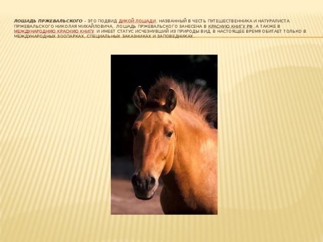 ✅ все о лошади пржевальского: почему так называется конь, интересные факты, описание - tehnomir32.ru