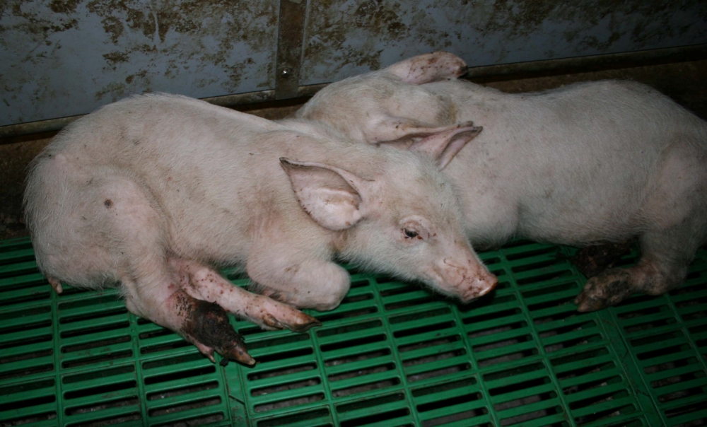 Чесотка у свиней и поросят: короста, саркоптоз, парша