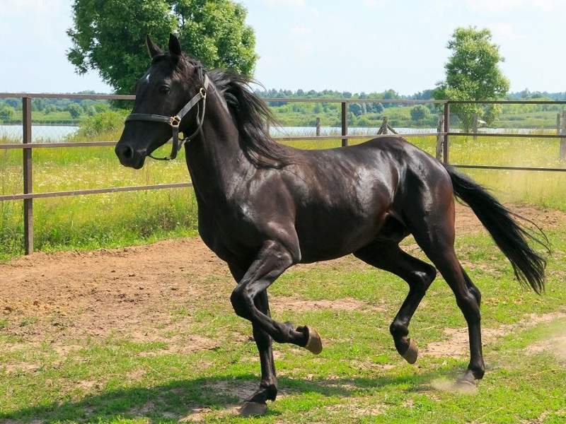 Орловская порода лошадей: история, описание и особенности коней
