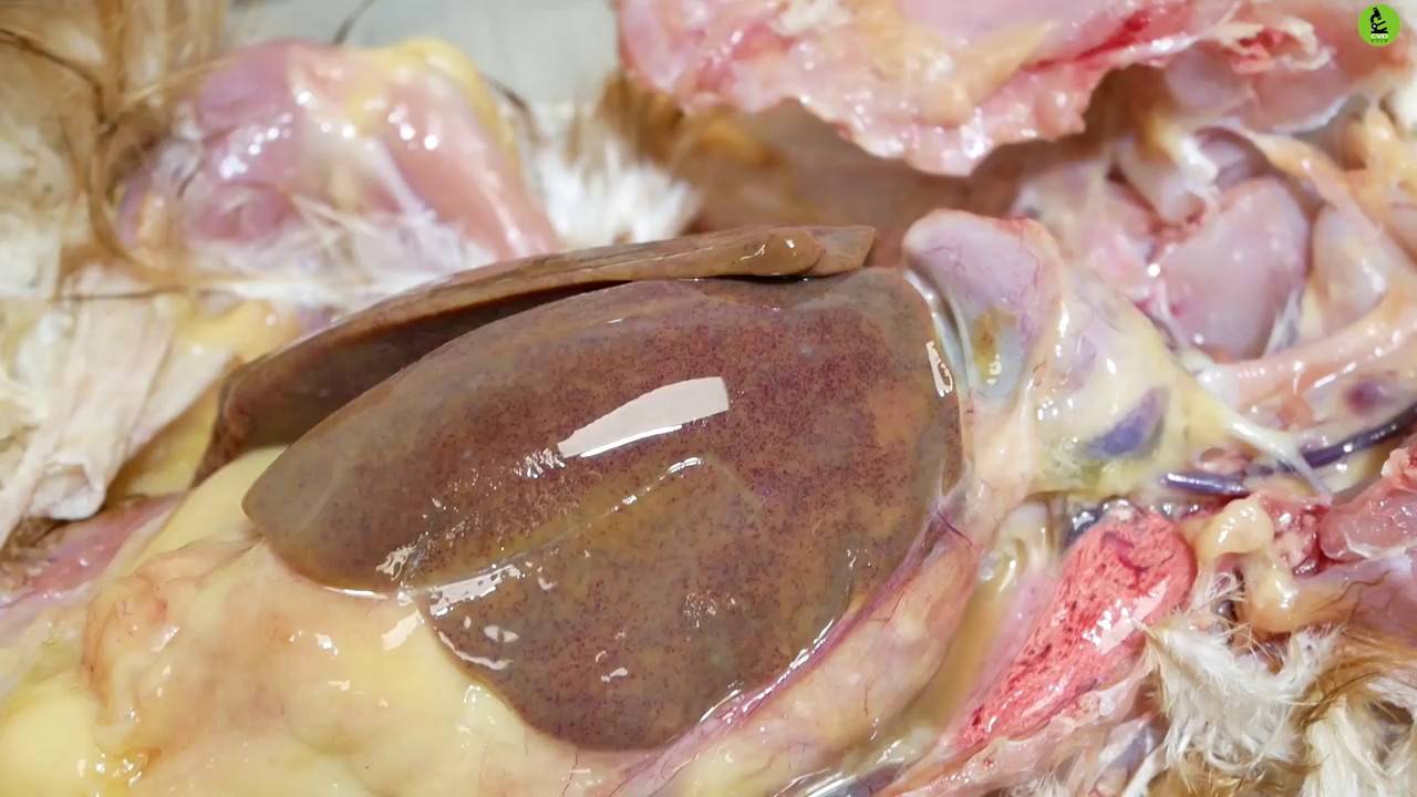 Паратиф птиц или сальмонеллез: почему возникает у кур, как его диагностировать и лечить?