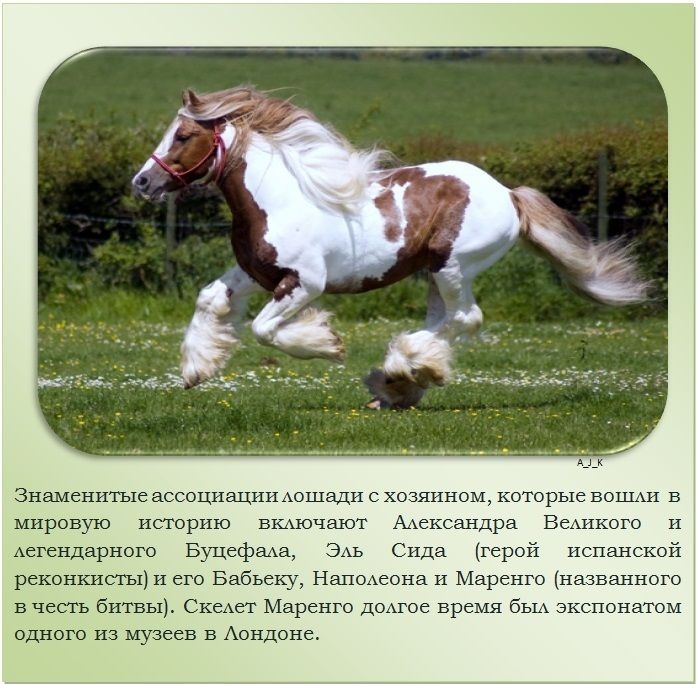 Интересные факты о лошадях