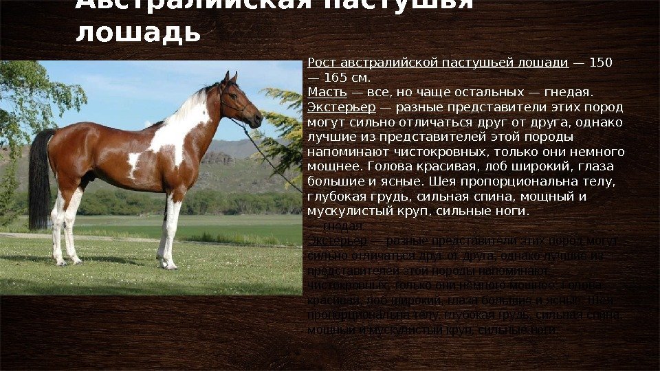 Породы лошадей с фотографиями и описаниями: их названия и качества
