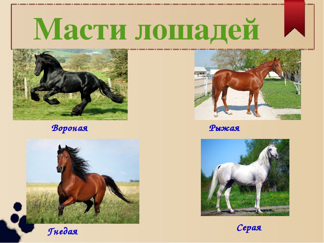 Масти лошадей: главные масти, оттенки и отмастки, фото