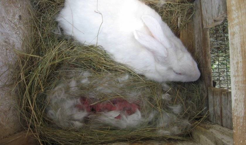 Как выкормить крольчат без крольчихи: искусственное кормление