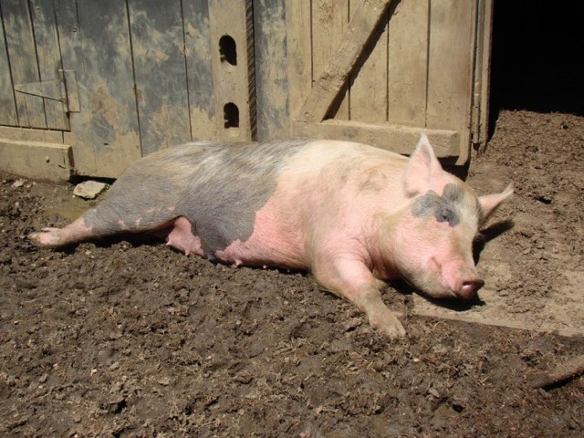 Рожа у свиней: симптомы и лечение в домашних условиях, фото