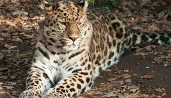 Леопард — величественный хищник из Азии и Африки