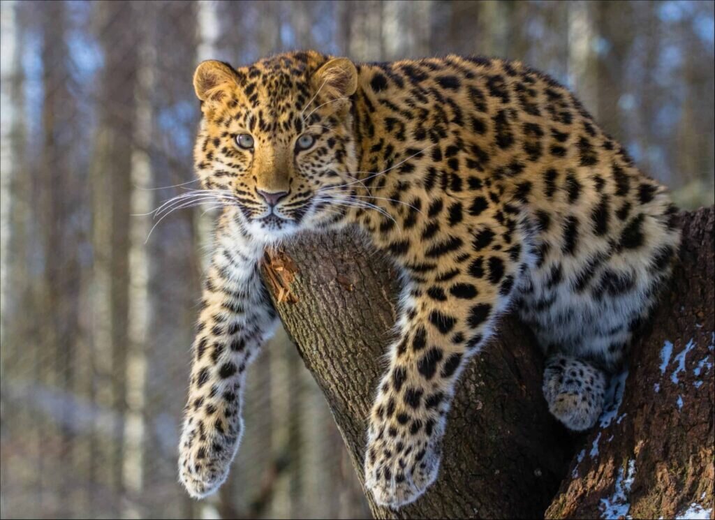 Дальневосточный леопард