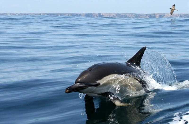 Будущее дельфинов Белобочка