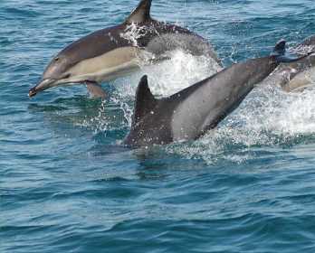 Интерактивное плавание с дельфинами