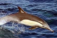 Подвиды дельфина белобочки: