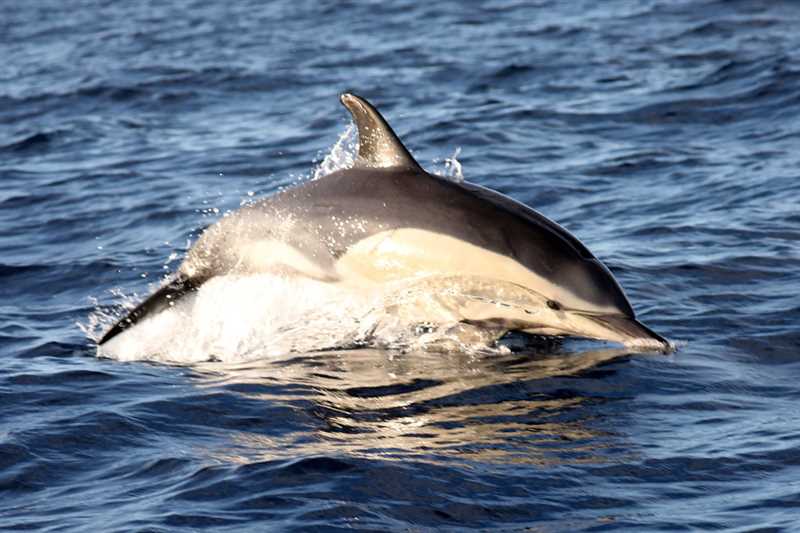 Питание и диета дельфина белобочка (Delphinus delphis)