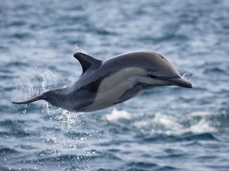 Дельфин Белобочка (Delphinus delphis)