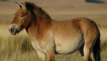Дикая лошадь (Equus ferus)