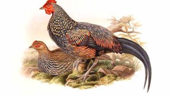 Дикие куры: разновидности кур и их описание