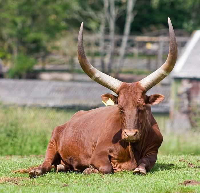 Внешний вид дикого быка