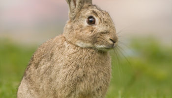 Дикий кролик, или европейский кролик (Oryctolagus cuniculus) — особенности и распространение