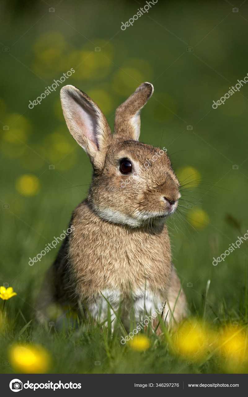 Биология и поведение дикого кролика