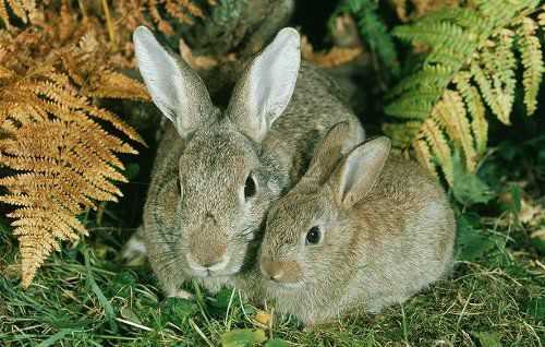 Дикий кролик, или европейский кролик (Oryctolagus cuniculus)