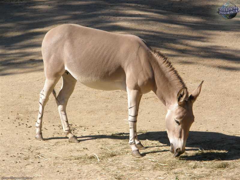Причины угрозы вымирания дикого осла (Equus africanus)