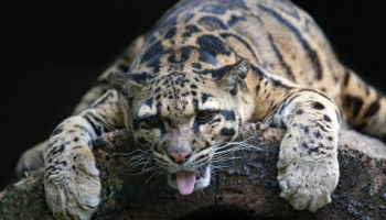 Дымчатый леопард — уникальное животное с загадочной окраской