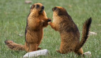 Длиннохвостый сурок или красный сурок (Marmota caudata)