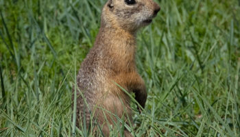 Длиннохвостый суслик (Urocitellus undulatus) — особенности и образ жизни