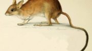 Длинноухая мышь (Malacothrix typica): особенности и поведение