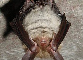 Длинноухая ночница (Myotis bechsteini) — особенности и образ жизни